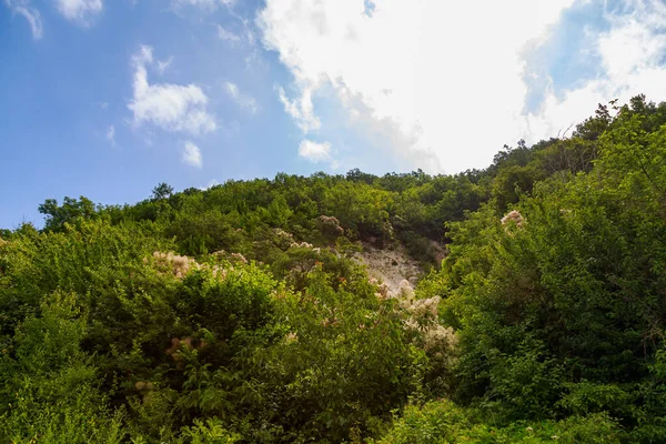 Tüylü Bitkileri Olan Doğa Metin Veya Yazı Için Kopyalama Alanı — Stok fotoğraf