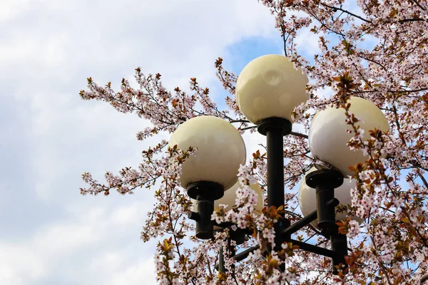 Plafonds Pilastro Lampione Urbano Sullo Sfondo Alberi Primaverili Fioriti Con — Foto Stock