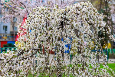 Baharda çiçek açan meyve ağaçları. Dallardaki çiçekler. Metin veya harf için bulanık arkaplan ve kopyalama alanı ile seçmeli odak.