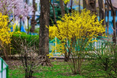 Baharda sarı çiçekli çalı. Seçici odaklanma. Metin veya yazı için kopyalama alanı olan arkaplan