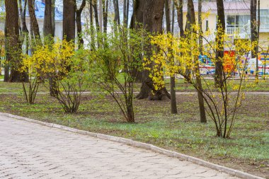 Sarı çiçekli dallar şehir ortamının bulanık arka planında Forsythia 'da. Metin veya yazı için kopyalama alanı olan arkaplan