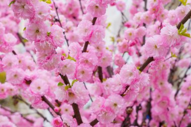 Genç bir sakura çiçeğinin dalları seçici odaklı ve bulanık bir arkaplan. Metin için kopyalama alanı olan arkaplan.