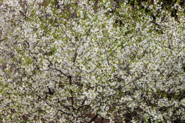 Bahar zamanı çiçek açan meyve ağaçları. Metin veya yazı için kopyalama alanı olan arkaplan