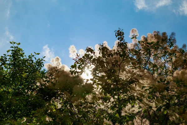 Natur Med Fluffiga Växter Bakgrund Med Kopieringsutrymme För Text Eller — Stockfoto