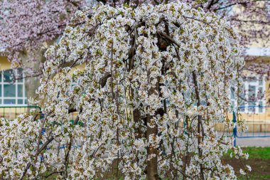 Baharda çiçek açan meyve ağaçları. Dallardaki çiçekler. Metin veya harf için bulanık arkaplan ve kopyalama alanı ile seçmeli odak.
