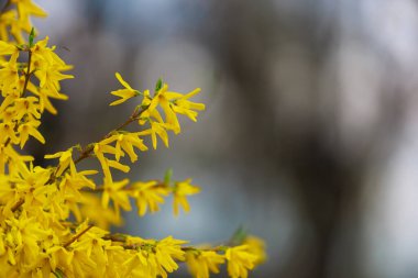 Baharda sarı çiçekli çalı. Seçici odaklanma. Metin veya yazı için kopyalama alanı olan arkaplan