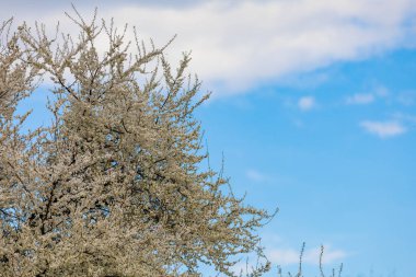 Baharda çiçek açan meyve ağaçları. Dallardaki çiçekler. Metin veya harf için bulanık arkaplan ve kopyalama alanı ile seçmeli odak.
