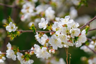 Bahar zamanı çiçek açan meyve ağaçları. Metin veya yazı için kopyalama alanı olan arkaplan