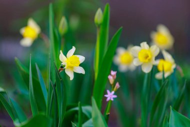 Çiçek açan nergislerle dolu bahar yatağı. Seçici odaklanma. Metin veya yazı için kopyalama alanı olan arkaplan