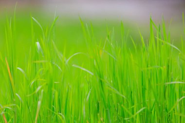 Yeşil bahar taze çimenler. Seçici odaklı arkaplan ve metin veya yazıtlar için alanı kopyala