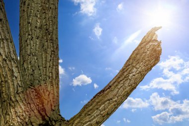 Kasırgadan sonra ağaçta kırılan dev bir dal. Metin için kopyalama alanı olan arkaplan