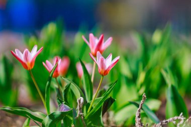 Şehir çiçek tarlasında ilk bahar çiçekleri kentsel çevrenin peyzajında. Metin veya harf için bulanık arkaplan ve kopyalama alanı ile seçmeli odak.