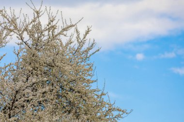 Baharda çiçek açan meyve ağaçları. Dallardaki çiçekler. Metin veya harf için bulanık arkaplan ve kopyalama alanı ile seçmeli odak.