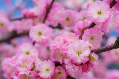 Çiçekler çiçek açan bir sakura ağacının dalında seçici bir odak noktası olan bulanık bir arka plan. Metin için odaklanmış arkaplan kopyalama alanı