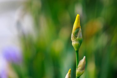 Bulanık bir arkaplan üzerine seçici bir odak ile Iris çiçeği filizlenir.