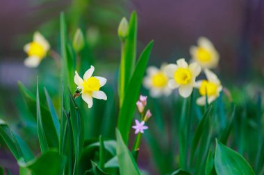 Çiçek açan nergislerle dolu bahar yatağı. Seçici odaklanma. Metin veya yazı için kopyalama alanı olan arkaplan
