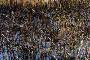 Yanmış sazlıklar. Yangının sonuçları. Kuraklık sırasında doğal yangınlar. Metin için kopyalama alanı olan arkaplan