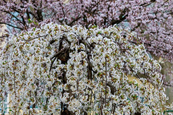 Árvores Frutíferas Florescentes Primavera Flores Ramos Foco Seletivo Com Fundo — Fotografia de Stock