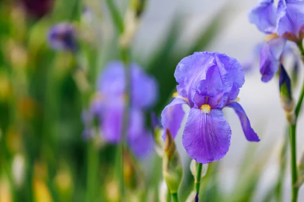 Iris Blommor Med Selektivt Fokus Suddig Bakgrund Rabatt Kopiera Utrymme — Stockfoto