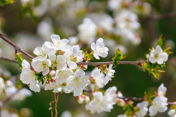 Bahar zamanı çiçek açan meyve ağaçları. Metin veya yazı için kopyalama alanı olan arkaplan