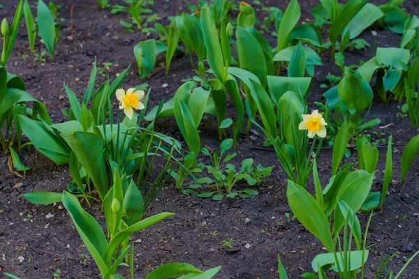 Jarní Květinový Záhon Kvetoucími Narcisy Selektivní Soustředění Pozadí Prostorem Pro — Stock fotografie