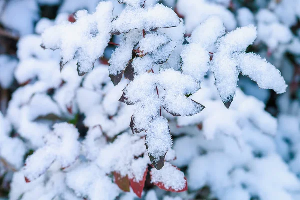 雪は葉で枝を覆う コピースペース付きの季節の冬の背景 — ストック写真