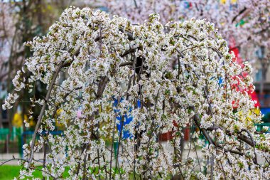 Baharda çiçek açan meyve ağaçları. Dallardaki çiçekler. Metin veya harf için bulanık arkaplan ve kopyalama alanı ile seçmeli odak.