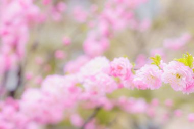 Fotokopi alanı gibi yumuşak, bulanık bir arka plan. Odaklanmamış sakura arkaplanı. Tasarım boş. Metin veya yazı için yer