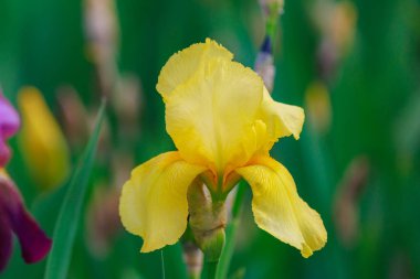 Çiçek tarlasının bulanık arkaplanı üzerine seçici bir odak noktası olan Iris çiçekleri. Uzayı metin için kopyala. Kentsel çevre ve bahçe arazisinin peyzajı ve dekorasyonu