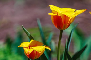Çiçek açan lalelerle dolu bahar yatağı. Seçici odaklanma. Metin veya yazı için kopyalama alanı olan arkaplan