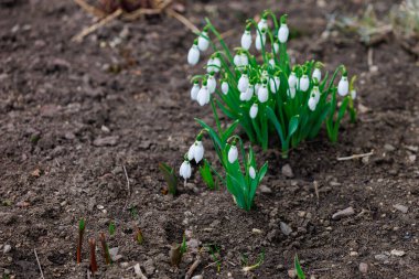 Bulanık bir arkaplan üzerine seçici odaklı ilk kar damlası çiçekleri.