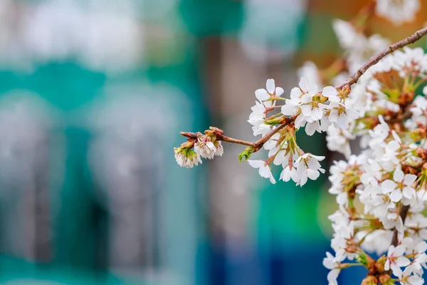 Floraison Arbres Fruitiers Printemps Fleurs Sur Les Branches Mise Point — Photo