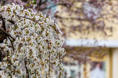 Baharda çiçek açan meyve ağaçları. Dallardaki çiçekler. Metin veya harf için bulanık arkaplan ve kopyalama alanı ile seçmeli odak.