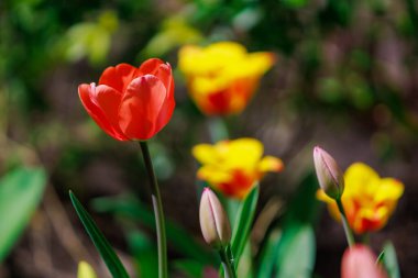 Çiçek açan lalelerle dolu bahar yatağı. Seçici odaklanma. Metin veya yazı için kopyalama alanı olan arkaplan