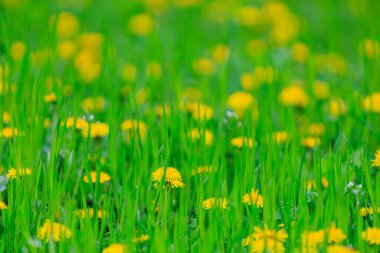 Meadow of dandelions in nature. Selective focus with blurred background. Background with copy space for text or lettering