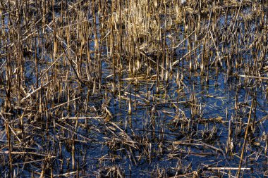 Yanmış sazlıklar. Yangının sonuçları. Kuraklık sırasında doğal yangınlar. Metin için kopyalama alanı olan arkaplan