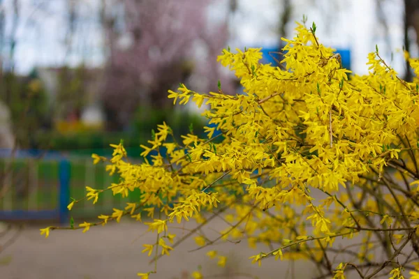 Flor Amarilla Forsythia Arbusto Primavera Enfoque Selectivo Fondo Con Espacio — Foto de Stock