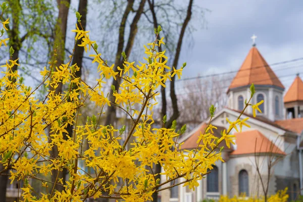 Ветви Желтого Цветения Forsythia Размытом Фоне Городской Среды Фон Местом — стоковое фото