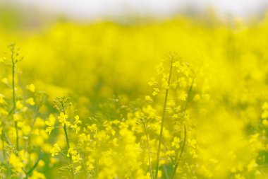 Gözyaşı tohumu seçici odak noktası. Metin veya yazı için kopyalama alanı olan arkaplan