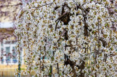 Baharda çiçek açan meyve ağaçları. Dallardaki çiçekler. Metin veya harf için bulanık arkaplan ve kopyalama alanı ile seçmeli odak.