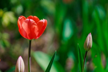 Çiçek açan lalelerle dolu bahar yatağı. Seçici odaklanma. Metin veya yazı için kopyalama alanı olan arkaplan