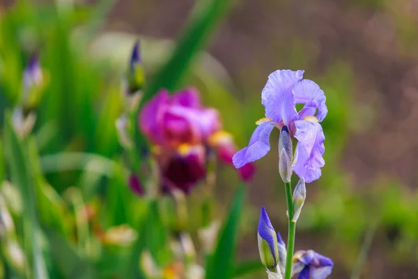 Çiçek Tarlasının Bulanık Arkaplanı Üzerine Seçici Bir Odak Noktası Olan — Stok fotoğraf