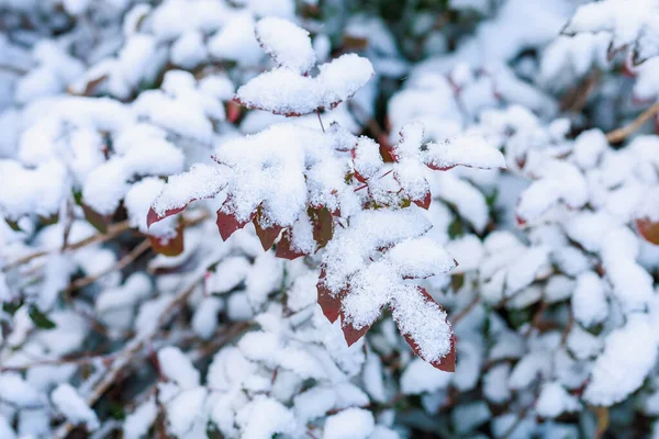 雪は葉で枝を覆う コピースペース付きの季節の冬の背景 — ストック写真