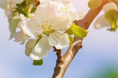 İlkbaharda elma çiçeği. Seçici odaklı meyve ağacı çiçekleri. Metin için kopyalama alanı olan arkaplan