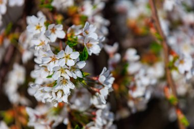 Baharda çiçek açan meyve ağaçları. Dallardaki çiçekler. Metin veya harf için bulanık arkaplan ve kopyalama alanı ile seçmeli odak.
