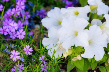 Şehir ortamında çok güzel çiçekleri olan bir çiçek tarhı. Seçici odaklı arkaplan ve metin için alanı kopyala