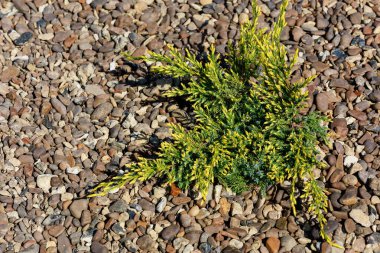 Şehir çevresinin dekoratif peyzajı için çiçek tarlaları. Seçici odaklı arkaplan ve metin veya yazıtlar için alanı kopyala