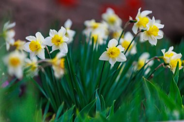 Şehir ortamında nergislerle çiçeklenmiş. Seçici odaklı arkaplan ve metin için alanı kopyala