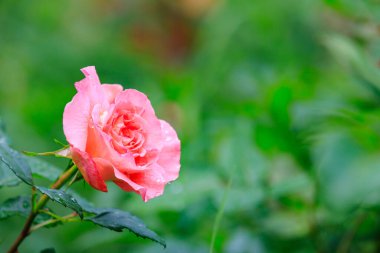 Şehir ortamında bir gülle çiçek tarhı. Seçici odaklı arkaplan ve metin için alanı kopyala