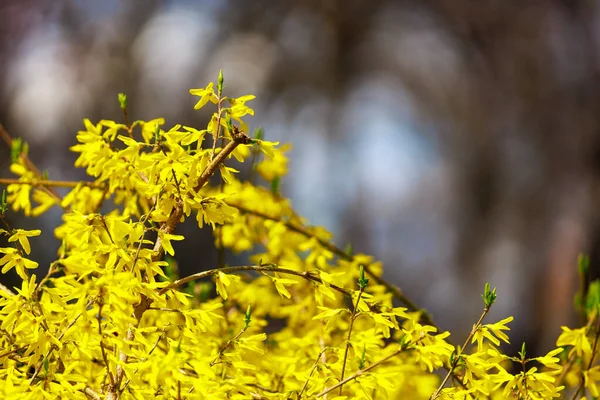 Gul Blomstrende Forsythia Busk Våren Selektivt Fokus Bakgrunn Med Kopiplass – stockfoto